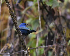 Diglossa indigotica