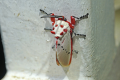 Trosia nigropunctigera