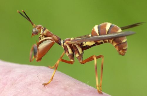 Brown Wasp Mantidfly photo 3