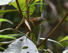 Thamnophilus unicolor