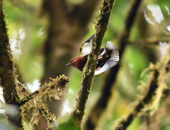 Machaeropterus deliciosus