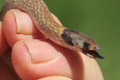 Pygopus steelescotti