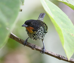 Ixothraupis rufigula