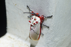 Trosia nigropunctigera