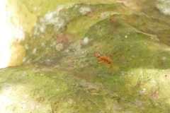Camponotus hannani