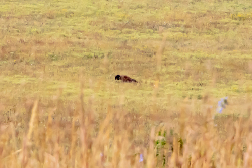 Plains Bison photographed in Kansas