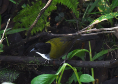 Arremon atricapillus