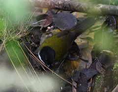 Arremon atricapillus