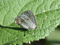 Iaspis castimonia