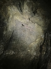 Phyllodactylus unctus