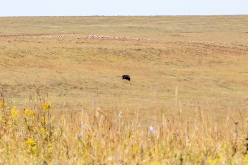 Plains Bison photographed in Kansas