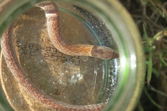 Pygopus steelescotti