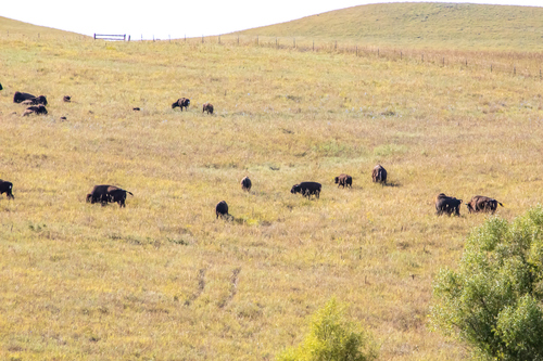 Plains Bison photographed in Kansas