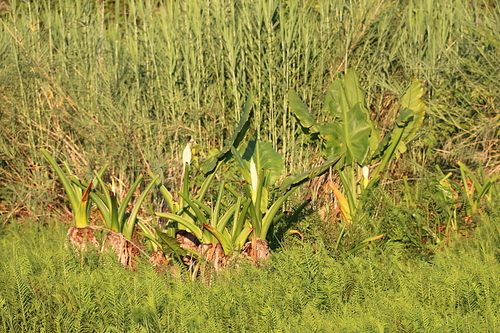 Water Banana