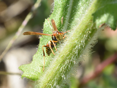 Polistes dorsalis neotropicus