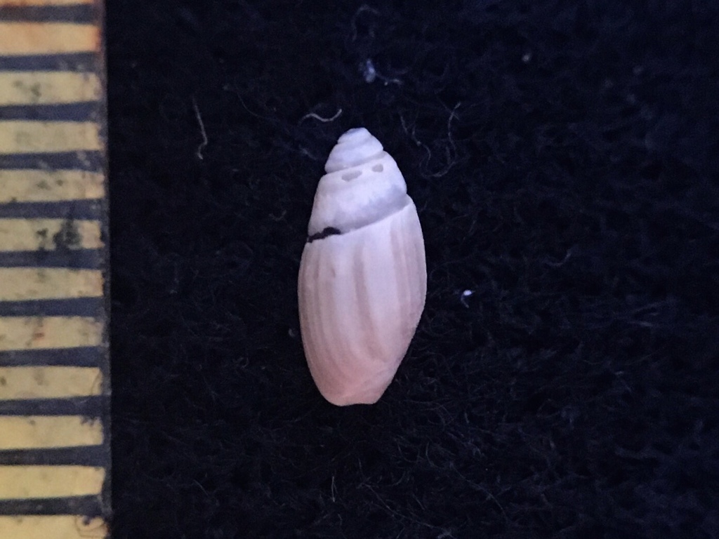 Olivella puelcha