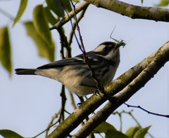 Setophaga nigrescens