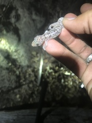 Phyllodactylus unctus