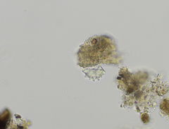 Aspidiscidae