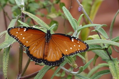 Danaus gilippus thersippus