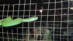 Trimeresurus insularis