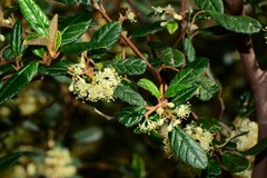 Pomaderris prunifolia