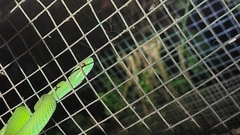 Trimeresurus insularis