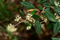 Pomaderris prunifolia