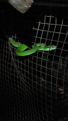 Trimeresurus insularis