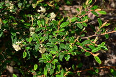 Pomaderris prunifolia