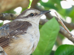 Mimus saturninus