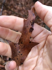 Polystepha symmetrica
