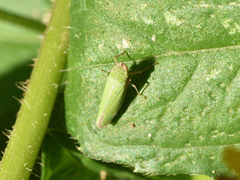 Draeculacephala clypeata