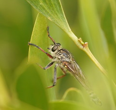 Dolopus rubrithorax