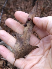 Polystepha symmetrica