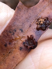 Polystepha symmetrica