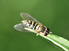 Allograpta neotropica