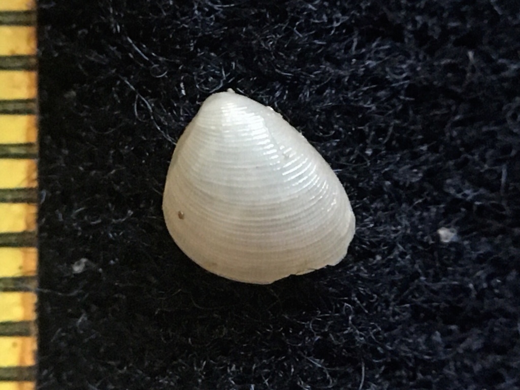 Nucula semiornata