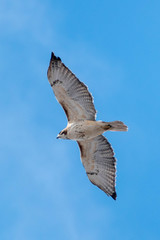 Buteo jamaicensis