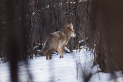 Canis latrans