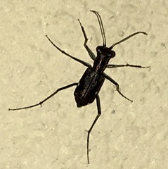 Odontocheila chrysis