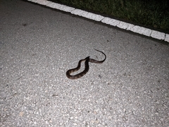 Nerodia fasciata × clarkii