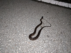 Nerodia fasciata × clarkii