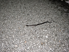 Nerodia fasciata × clarkii