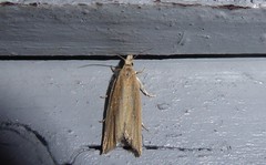 Bactra noteraula