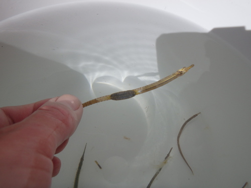 Pipefish (Leptonotus elevatus) — Syngnathidae — 2