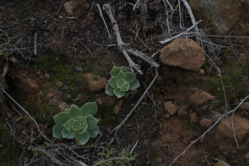 Chalk Dudleya seedling