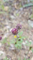 Trifolium albopurpureum