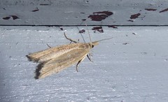 Bactra noteraula