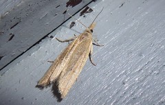 Bactra noteraula